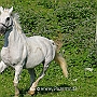 Hessisches_Warmblut 21 (14)